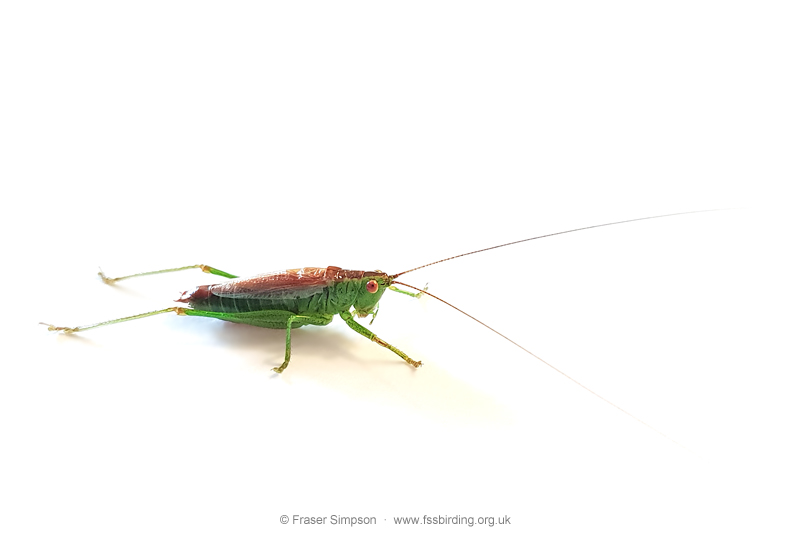 Short-winged Conehead (Conocephalus dorsalis)  Fraser Simpson