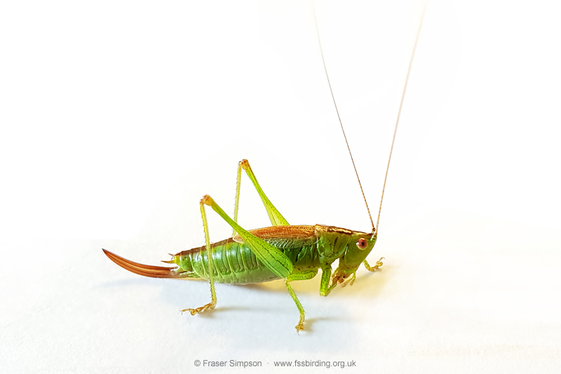 Short-winged Conehead (Conocephalus dorsalis)  Fraser Simpson