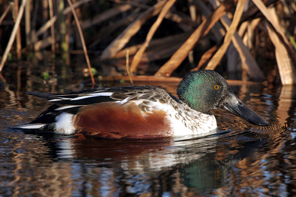 Shoveler (male) �2005 Fraser Simpson
