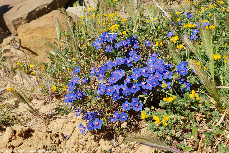 Shrubby Pimpernel (Anagallis monelli), Cabo de Gracia  Fraser Simpson