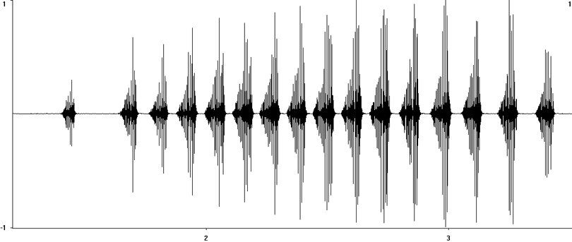 Oscillogram of Sickle-bearing Bush-cricket (Phaneroptera falcata) stridulation [sicklebearingbushcricket117986ecut1]