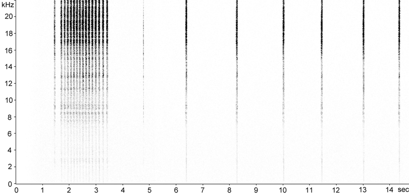 Sonogram of Sickle-bearing Bush-cricket (Phaneroptera falcata) stridulation [sicklebearingbushcricket117986ecut1]