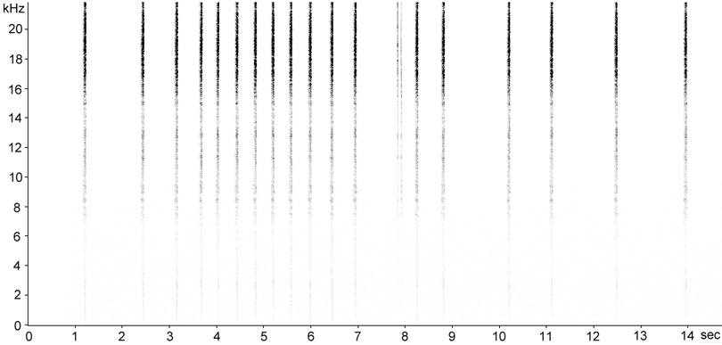 Sonogram of Sickle-bearing Bush-cricket (Phaneroptera falcata) stridulation [sicklebearingbushcricket117986ecut2]