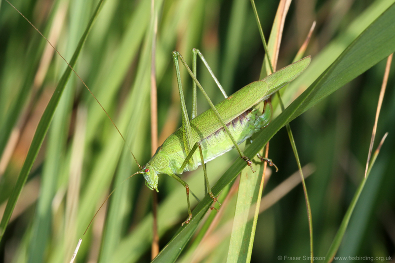 Sickle-bearing Bush-cricket (Phaneroptera falcata)  Fraser Simpson