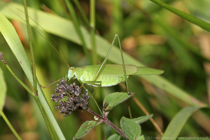 Sickle-bearing Bush-cricket (Phaneroptera falcata)  Fraser Simpson