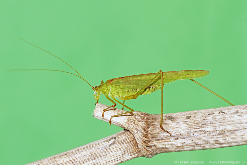 Sickle-bearing Bush-cricket (Phaneroptera falcata)  Fraser Simpson