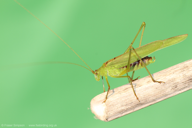Sickle-bearing Bush-cricket (Phaneroptera falcata) © Fraser Simpson