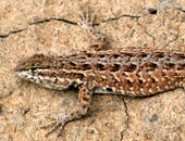 Common Side-blotched Lizard