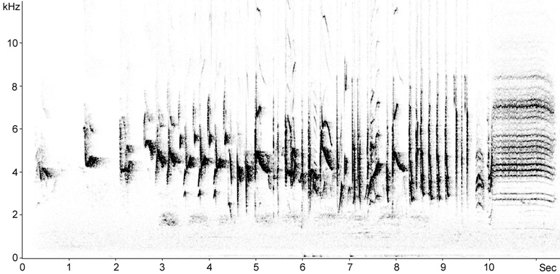 Sonogram of Crested Lark song