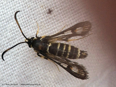 Six-belted Clearwing (Bembecia ichneumoniformis) © Fraser Simpson
