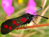 Six-spot Burnet