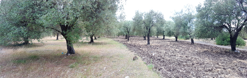 Olive grove between Skala Vasilikon and Skamnioudi  Fraser Simpson    www.fssbirding.org.uk