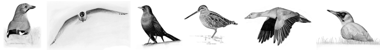 Sketches © Fraser Simpson