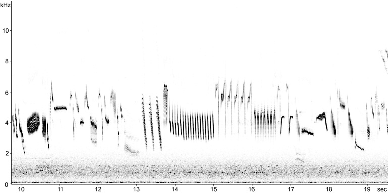 Sonogram of Skylark song