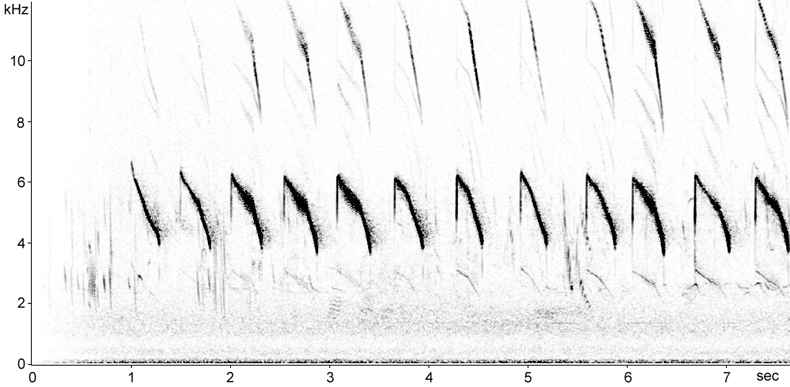 Sonogram of Skylark calls