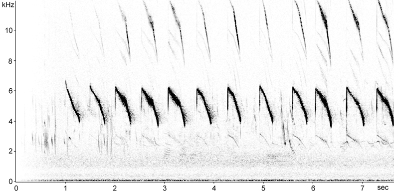 Sonogram of Skylark calls