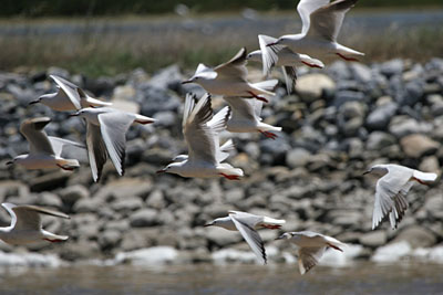 Slender-billed Gulls, Alyki Kitros Salt Pans � 2005  F. S. Simpson