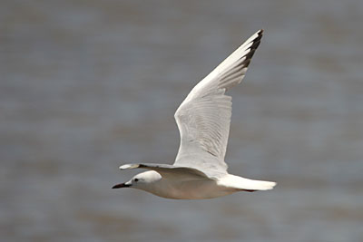 Slender-billed Gull, Alyki Kitros Salt Pans � 2005  F. S. Simpson