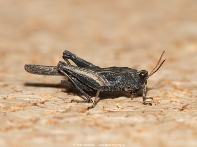 Slender Groundhopper (Tetrix subulata)  Fraser Simpson
