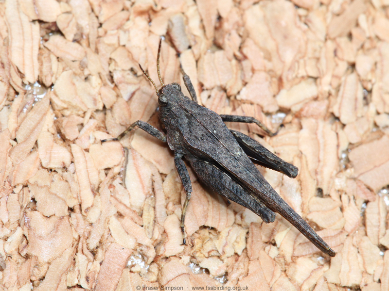 Slender Groundhopper (Tetrix subulata) © Fraser Simpson
