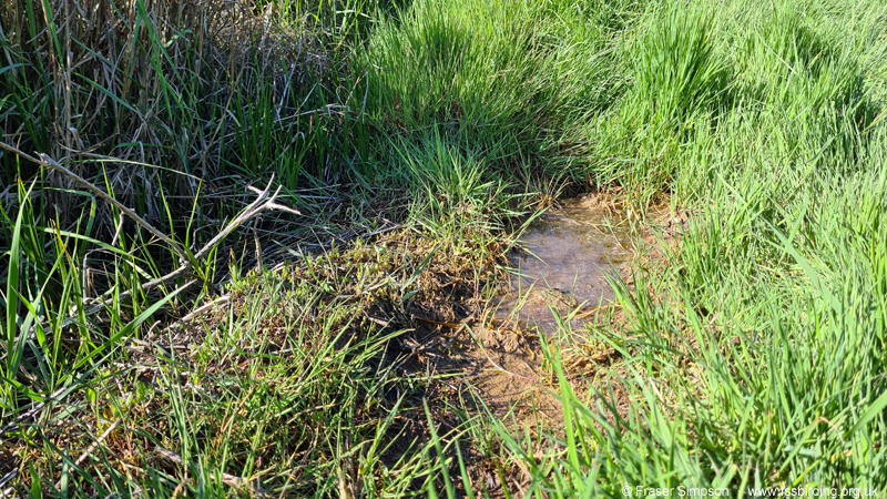 Slender Groundhopper (Tetrix subulata) habitat © Fraser Simpson