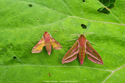 Small Elephant Hawk-moth (Deilephila porcellus) & Elephant Hawk-moth (Deilephila elpenor)  Fraser Simpson