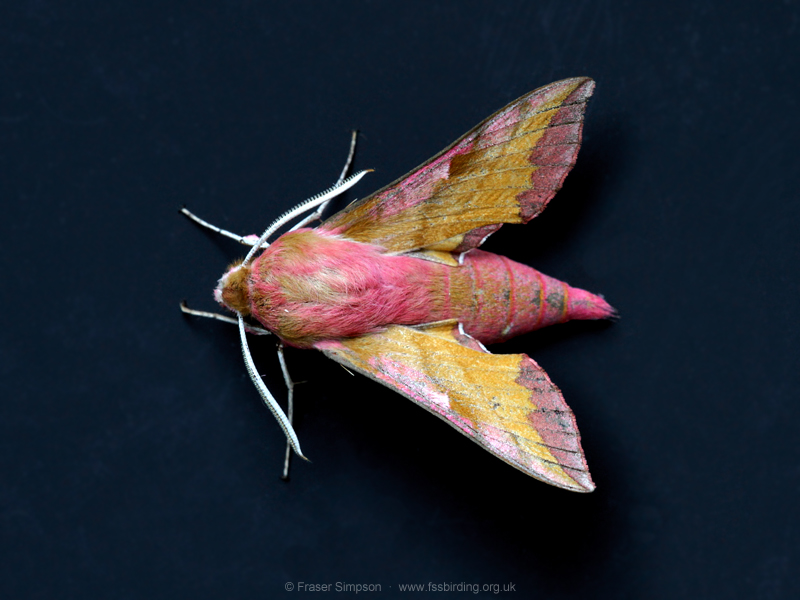 Elephant Hawk-moth (Deilephila elpenor)  Fraser Simpson