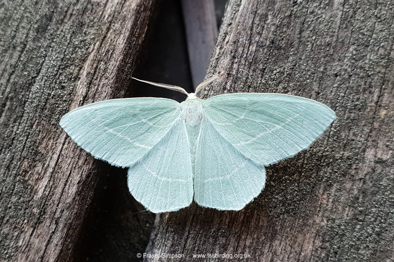 Small Emerald (Hemistola chrysoprasaria)  Fraser Simpson