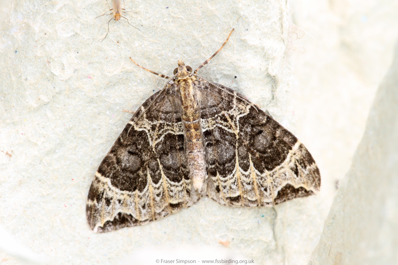 Small Phoenix (Ecliptopera silaceata)  Fraser Simpson