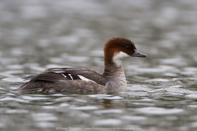 Smew in Alexandra Park, London © Fraser Simpson