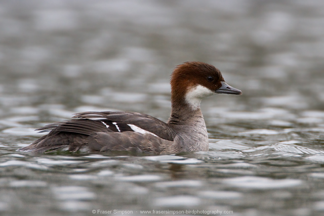 Smew in Alexandra Park, London  Fraser Simpson