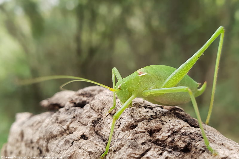 Smooth Striped Bush-cricket (Odontura glabricauda), Valle de Ojn, Parque Natural de los Alcornocales, Spain  Fraser Simpson