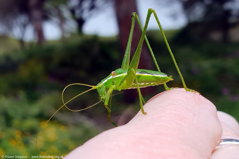 Smooth Striped Bush-cricket (Odontura glabricauda), La Brea de Barbate  Fraser Simpson