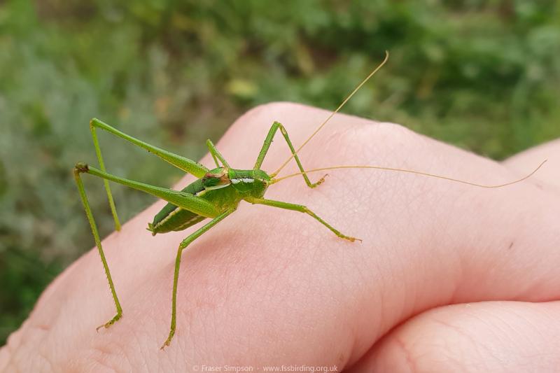 Smooth Striped Bush-cricket (Odontura glabricauda), La Brea de Barbate  Fraser Simpson