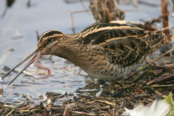 Common Snipe �2006 Fraser Simpson