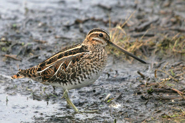Common Snipe �2006 Fraser Simpson