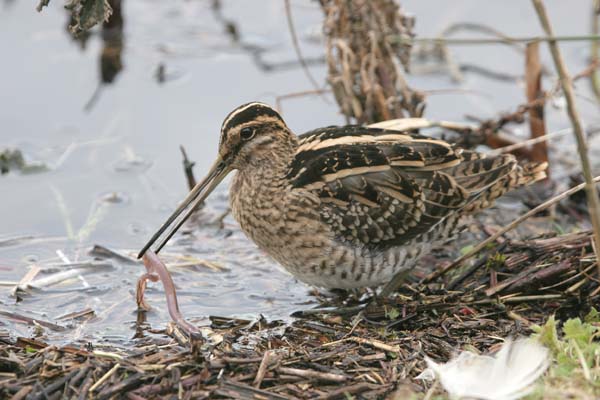 Common Snipe �2006 Fraser Simpson