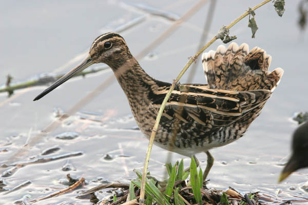 Common Snipe �2006 Fraser Simpson
