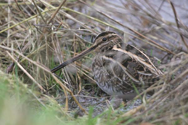 Common Snipe �2006 Fraser Simpson