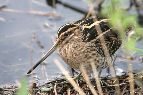 Common Snipe �2006 Fraser Simpson