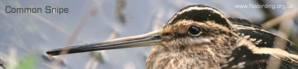 Common Snipe ©2006 Fraser Simpson