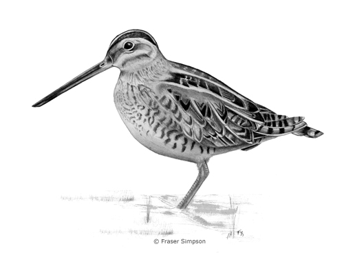 Common Snipe drawing © Fraser Simpson