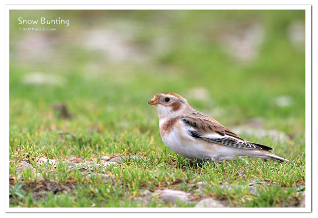 Snow Bunting, Ardnave  2007 Fraser Simpson