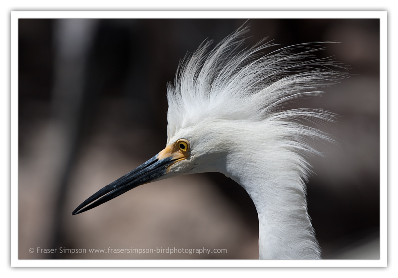 Snowy Egret  (Egretta thula)  2010 Fraser Simpson