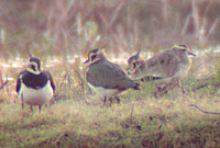 Sociable Lapwing with Northern Lapwings 2005 Fraser Simpson