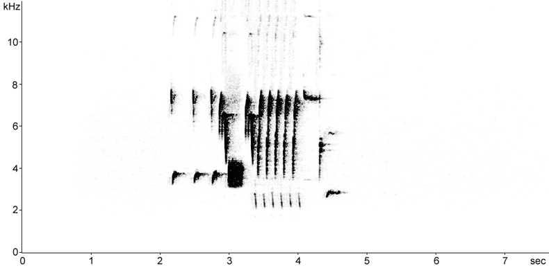 Sonogram of Song Sparrow song