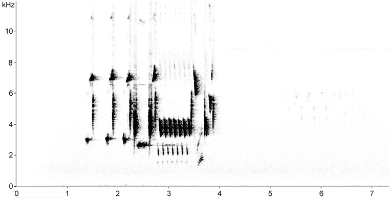 Sonogram of Song Sparrow song