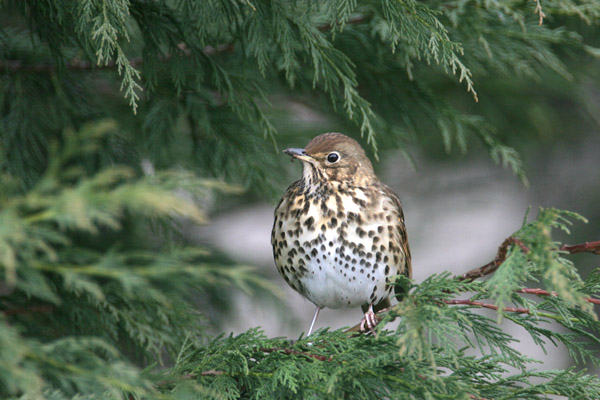 Song Thrush 2006 Fraser Simpson