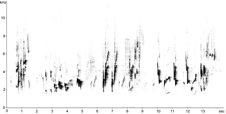 Sonogram of Song Thrush song