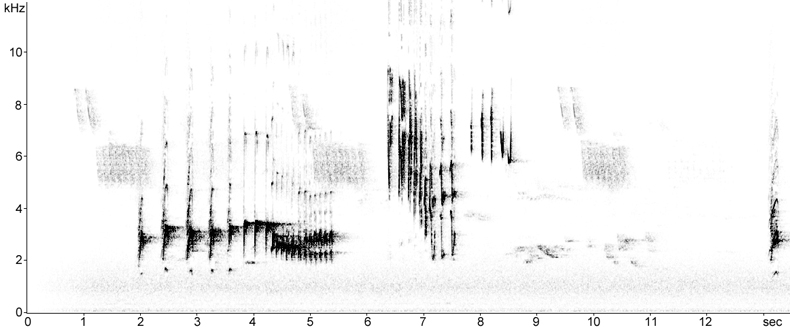 Sonogram of Song Thrush song